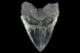 Serrated, Fossil Megalodon Tooth - Georgia #114615-2